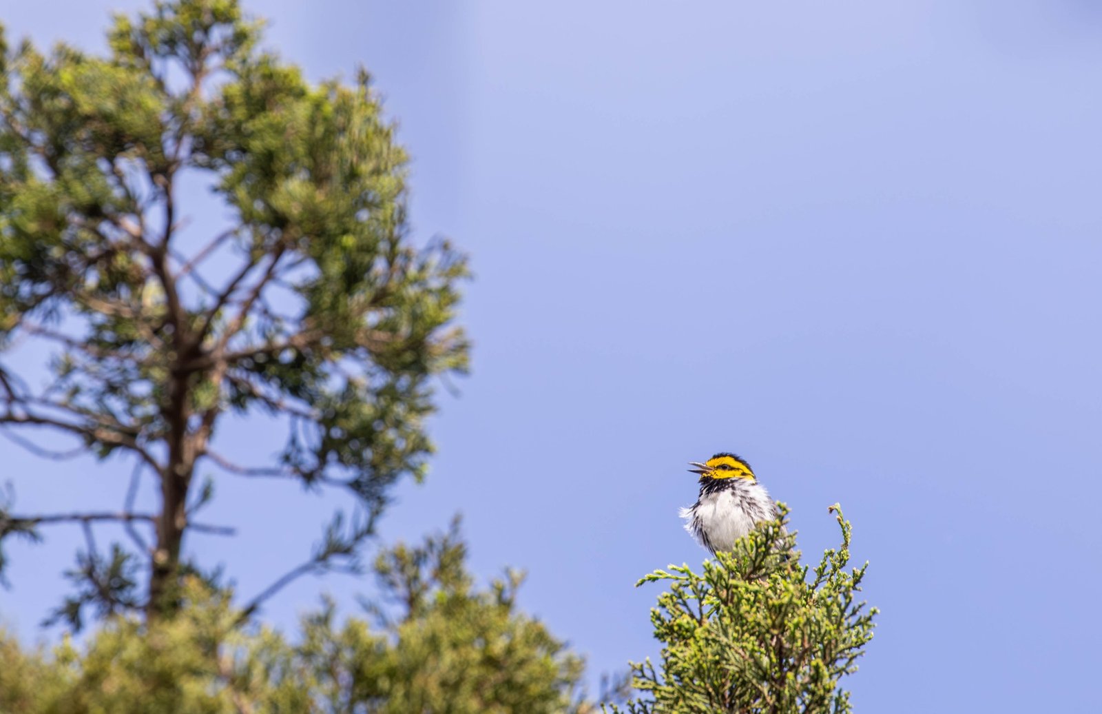 Adult male golden-cheeked warbler singing from the crown of an Ashe juniper against open sky.