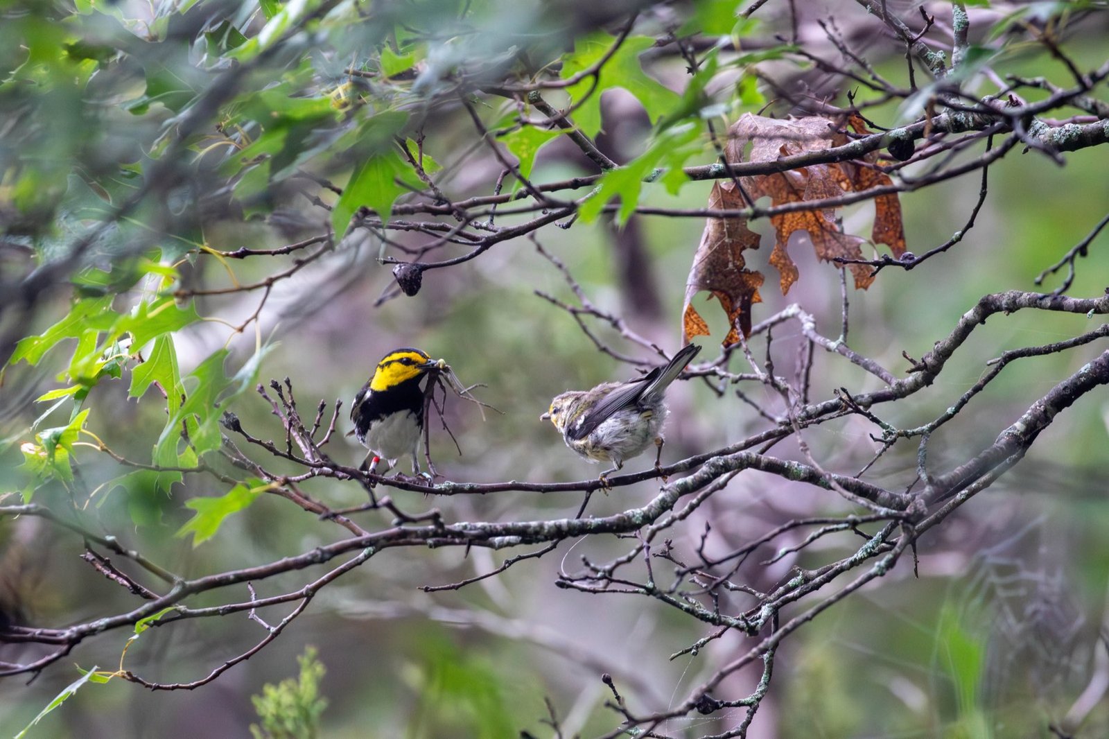 Adult male golden-cheeked warbler feeding a fledgling on an oak branch.